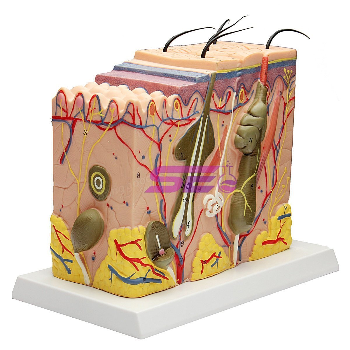 Skin Model 70 Times Enlarged